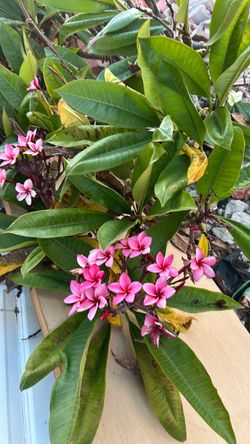 Plumeria plant