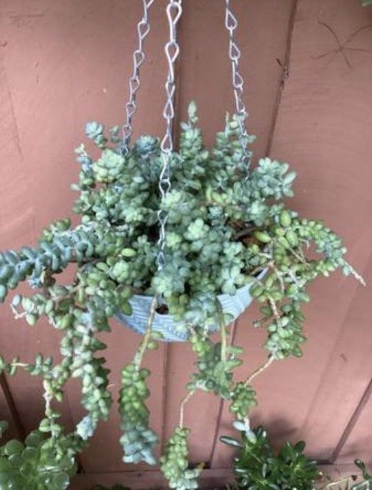 Sedum Donkey's Tail Plant with Hanger