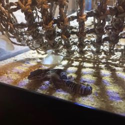 Gecko For Sale! (Everything Included)
