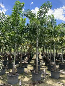 Foxtail Palm Trees 