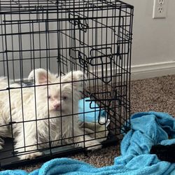 Puppy Crate
