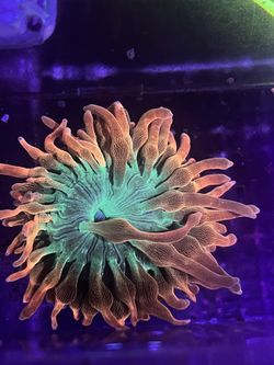 Rainbow Bubble Tip Anemone