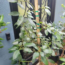 Fuerte Avocado Tree 