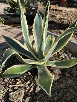 Cactus, Agave