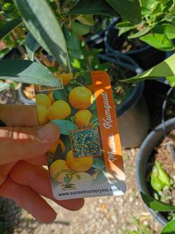 15 Gallon Kumquat 