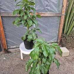 Umbrella Plants 10" Pot $12 Each