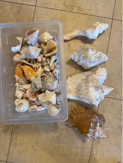 Shells, some perfect, some broken