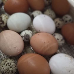 Fertile Hatching Chicken And Quail Eggs 🥚 🪺 
