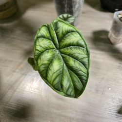 Alocasia Silver Dragon 