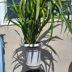 Plants And Pots.