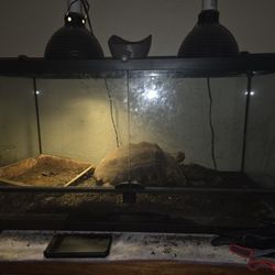 Reptile Tank  **Turtle Not Included **