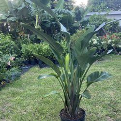 BIRD OF PARADISE PLANT Triple ( 7 gallon pot - 5 Ft Tall) Bold, Elegant