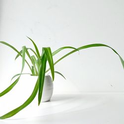 Wide Leaf Global Green Spider Plant/ Indoor Plant/ House Plant Flower Patio Garden