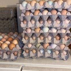 Fresh Chicken Eggs / Huevos Frescos 