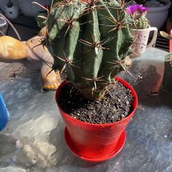 Devils Tongue Cactus 🌵 Plant Succulent