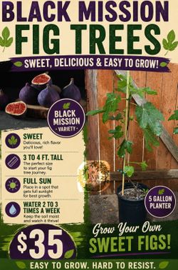 Black mission fig trees 🌳🖤