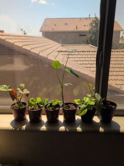 Plants
