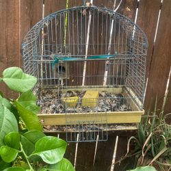 Big Bird Cage