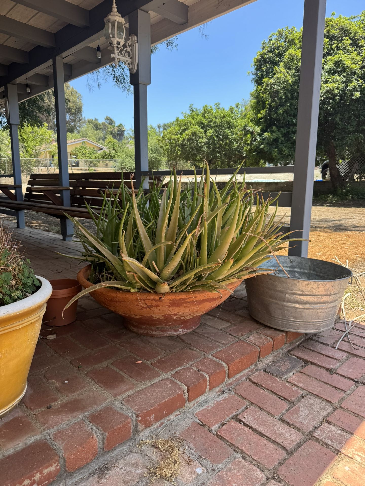 Big Aloe Plant With Big Pot