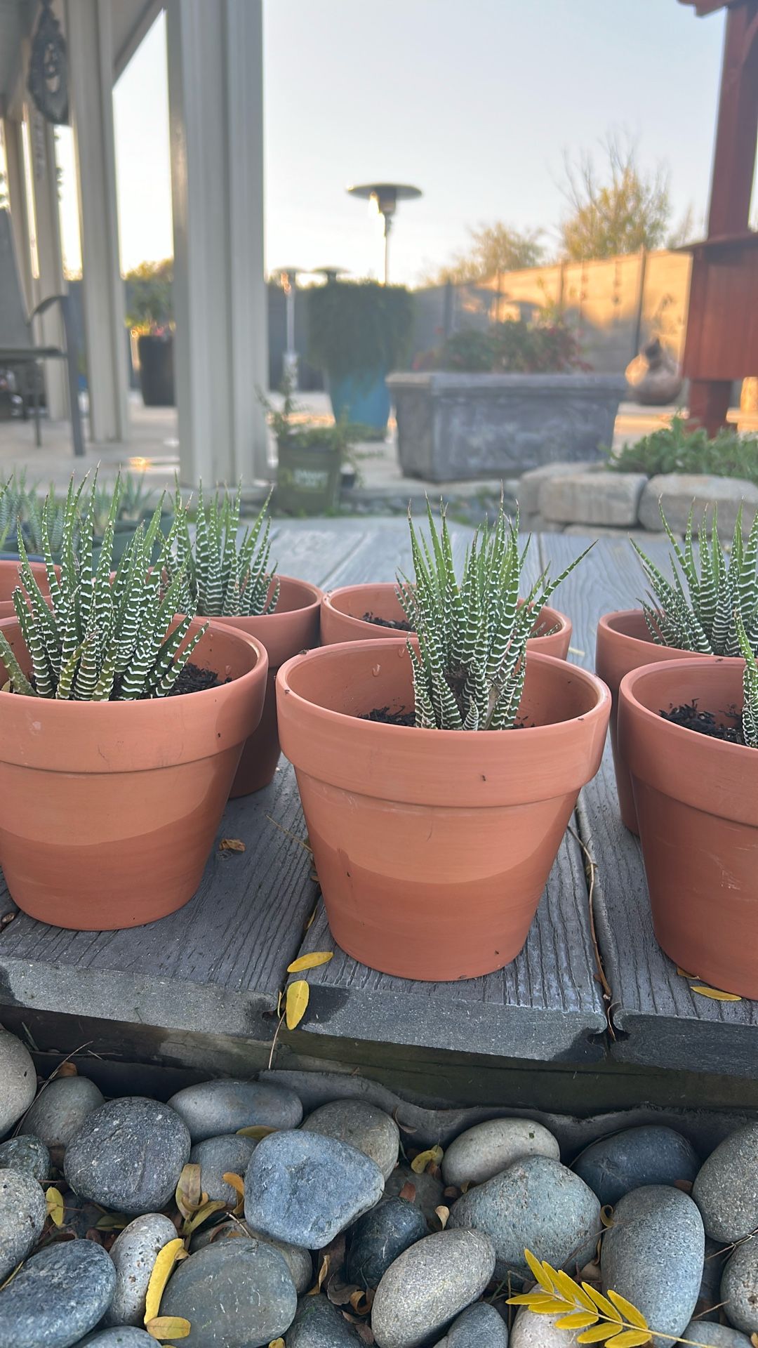 5” Ceramic Pots With Spider Cactus!