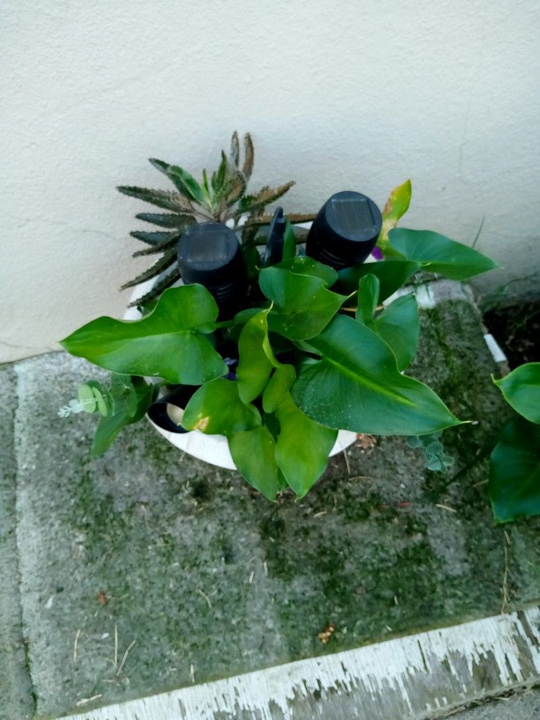Nice Plant Pots Brand New Rake And Stands $15 For All