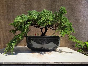 Old Juniper Nana Bonsai Tree