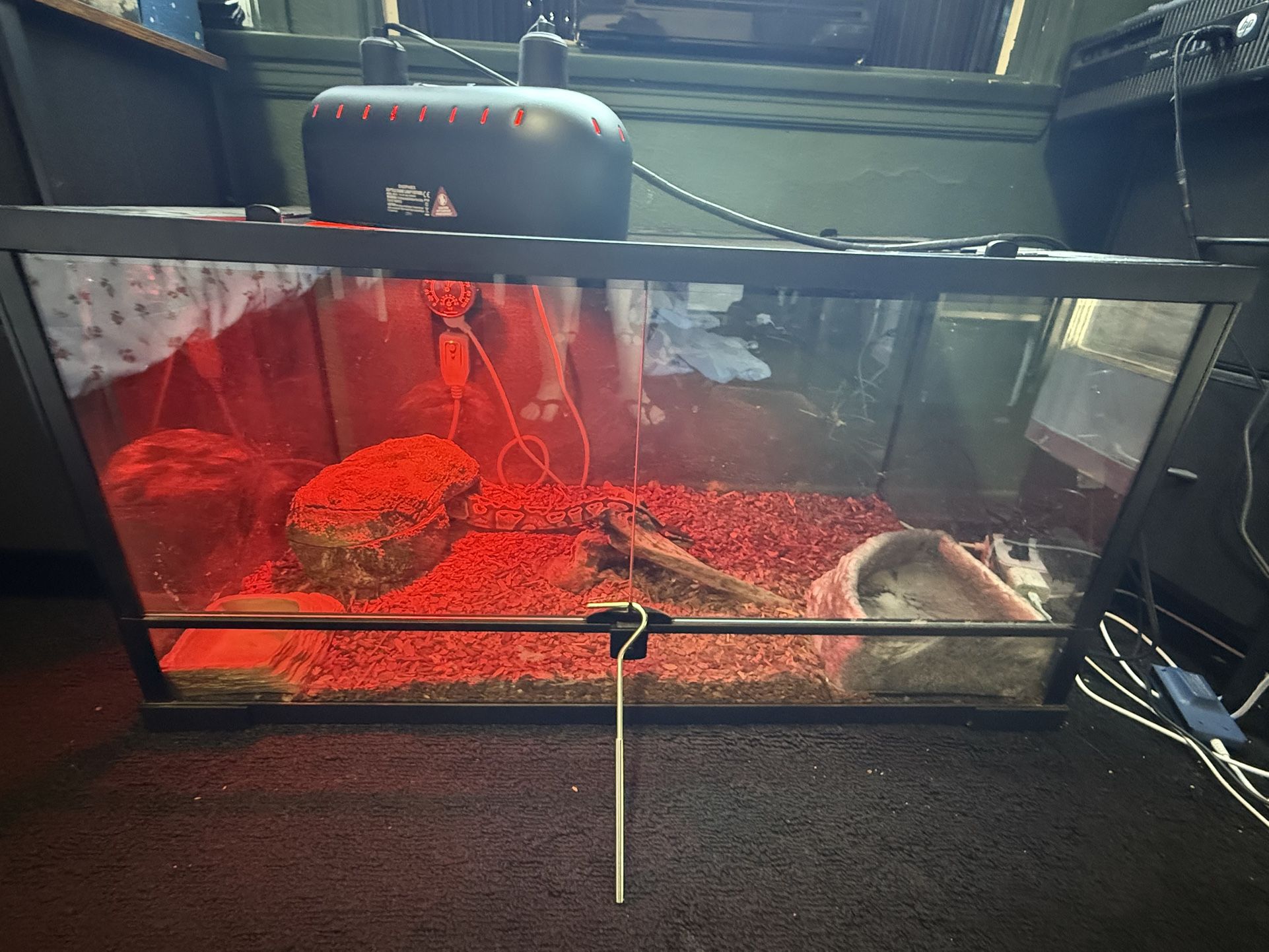 Ball Python W/ Enclosure&accessories