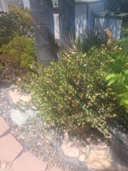 3 large Jade plants