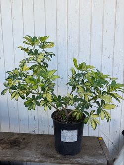 dwarf umbrella tree variegated