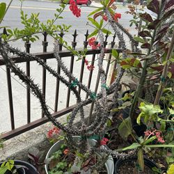 Crown Of Thorns Plant