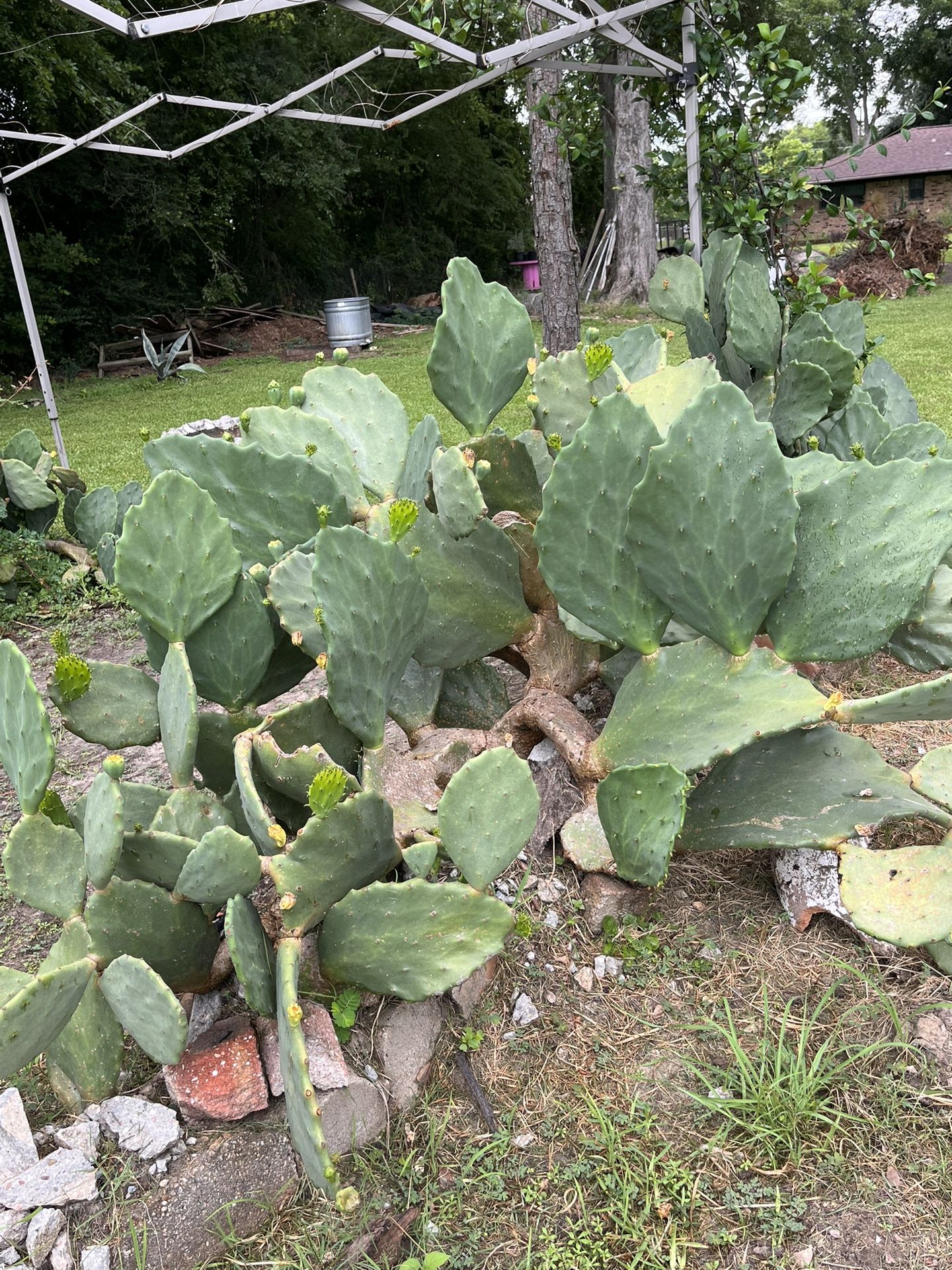 Plants For Sale
