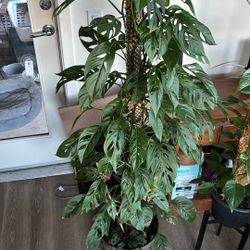 Monstera Swiss Cheese Plant 4ft Tall  