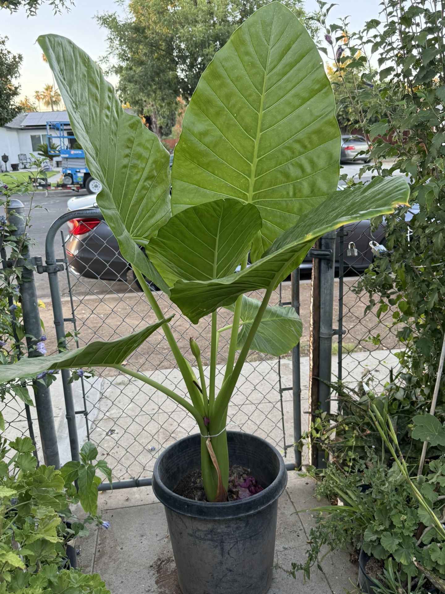 Elephant Ear Plant Flower