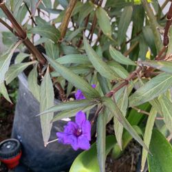 Plant W Purple Flowers