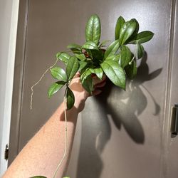 Hoya Crassipetiolata