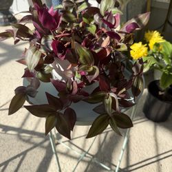 Purple Wandering Jew/ Inch plant 10$