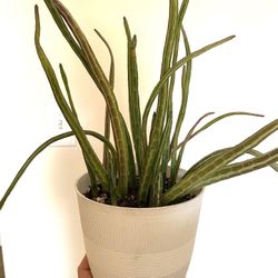 Full pickle plant succulent in 6 inch pot