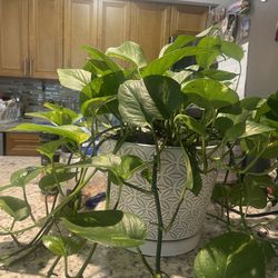 Plant With Ceramic Plant Pot