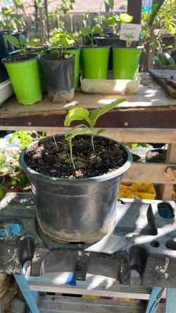 Planta maracuya  passion fruit plant