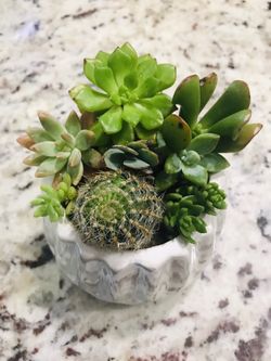 Real Succulent arrangements flower plants home decor