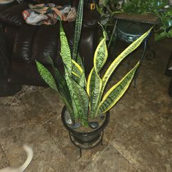 Sansevieria Snake Plants In 12in Quality Black Ceramic Pot With Stones 