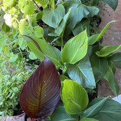 Part Five Of The Many Different Plants