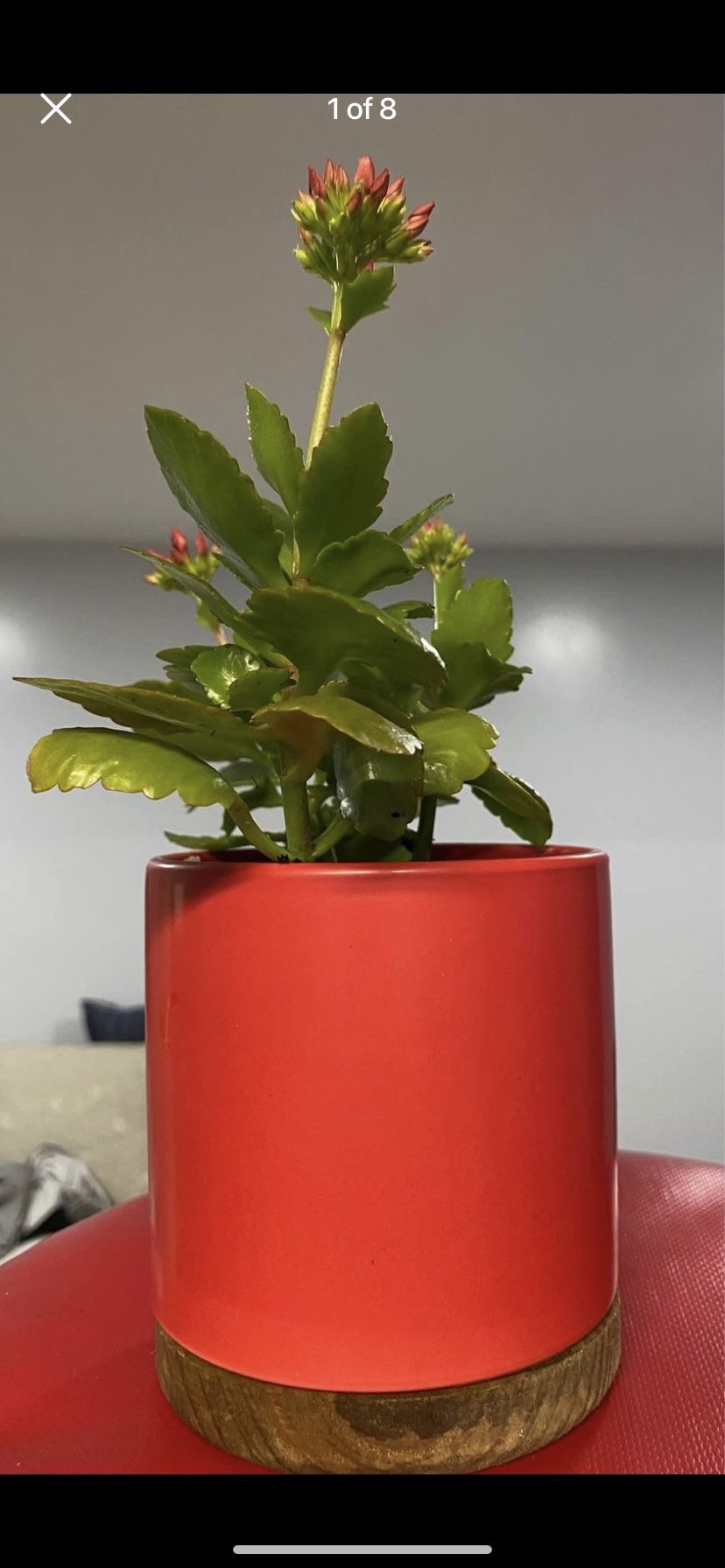 kalanchoe blooming red flowers with cermic red pot