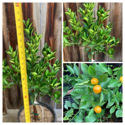 Fruiting Organic Calamondin Calamansi Asian Live Citrus Fruit Tree Potted Plant 5 Gallon Nursery Pot