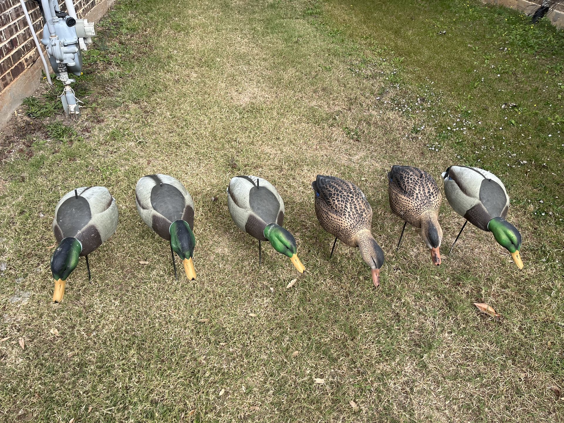 Duck Decoys Qty - 6