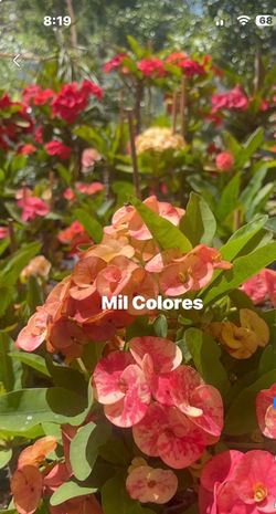 Corona de cristo 1000 colores