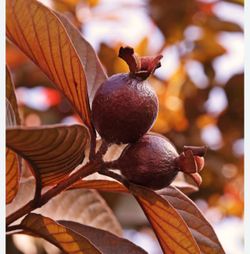 Rare Malaysian red guava tree