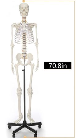 Life Size Skeleton Model