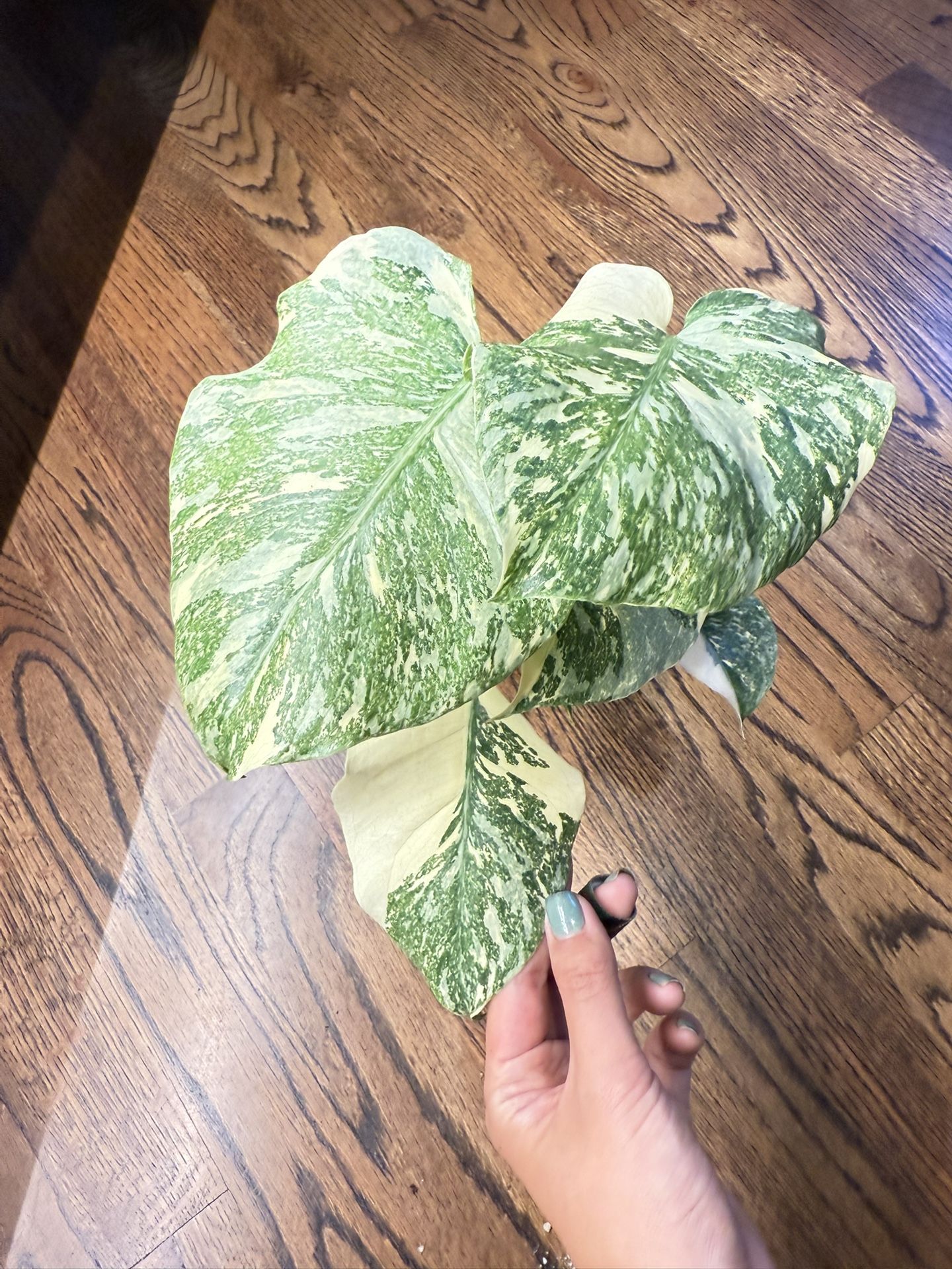 Indoor Houseplants Monstera Crème Brûlée 4”