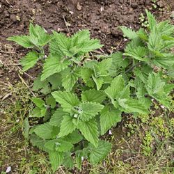 Fresh Catnip For Cats